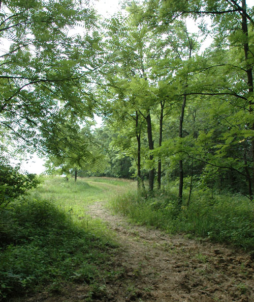 File:2008-07-04 40 -88 path.jpg