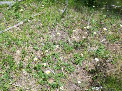 File:2009-06-28 50 -120 Daisies.jpg