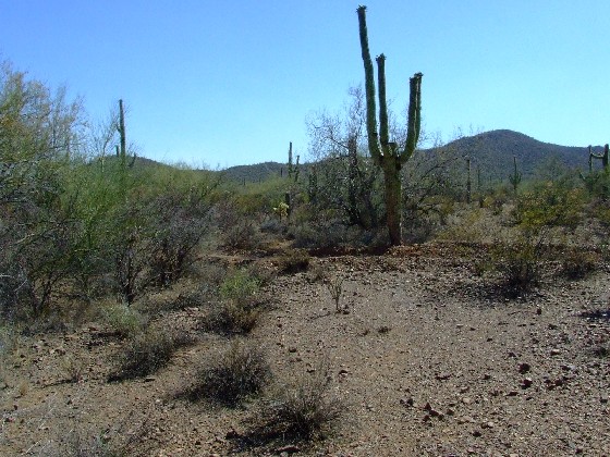 File:2009-06-12 31 -111 cactus.jpg