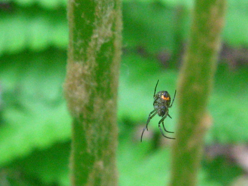 File:Unknown spider.jpg