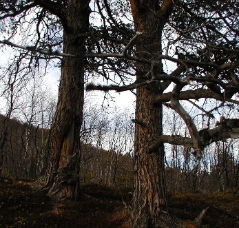 File:2009-05-08 67 19 tree3.jpg