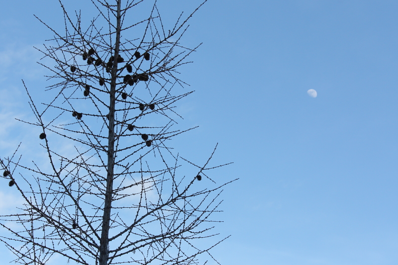 File:2009-04-04 cones and moon.jpg
