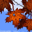 Animated Autumn Leaf.gif