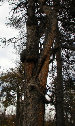 File:2009-05-08 67 19 tree2.jpg