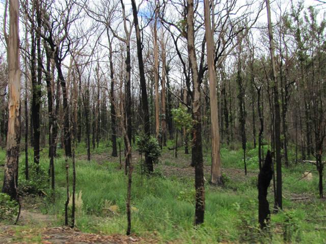 2009-12-05 -38 145 Burnt trees.jpg