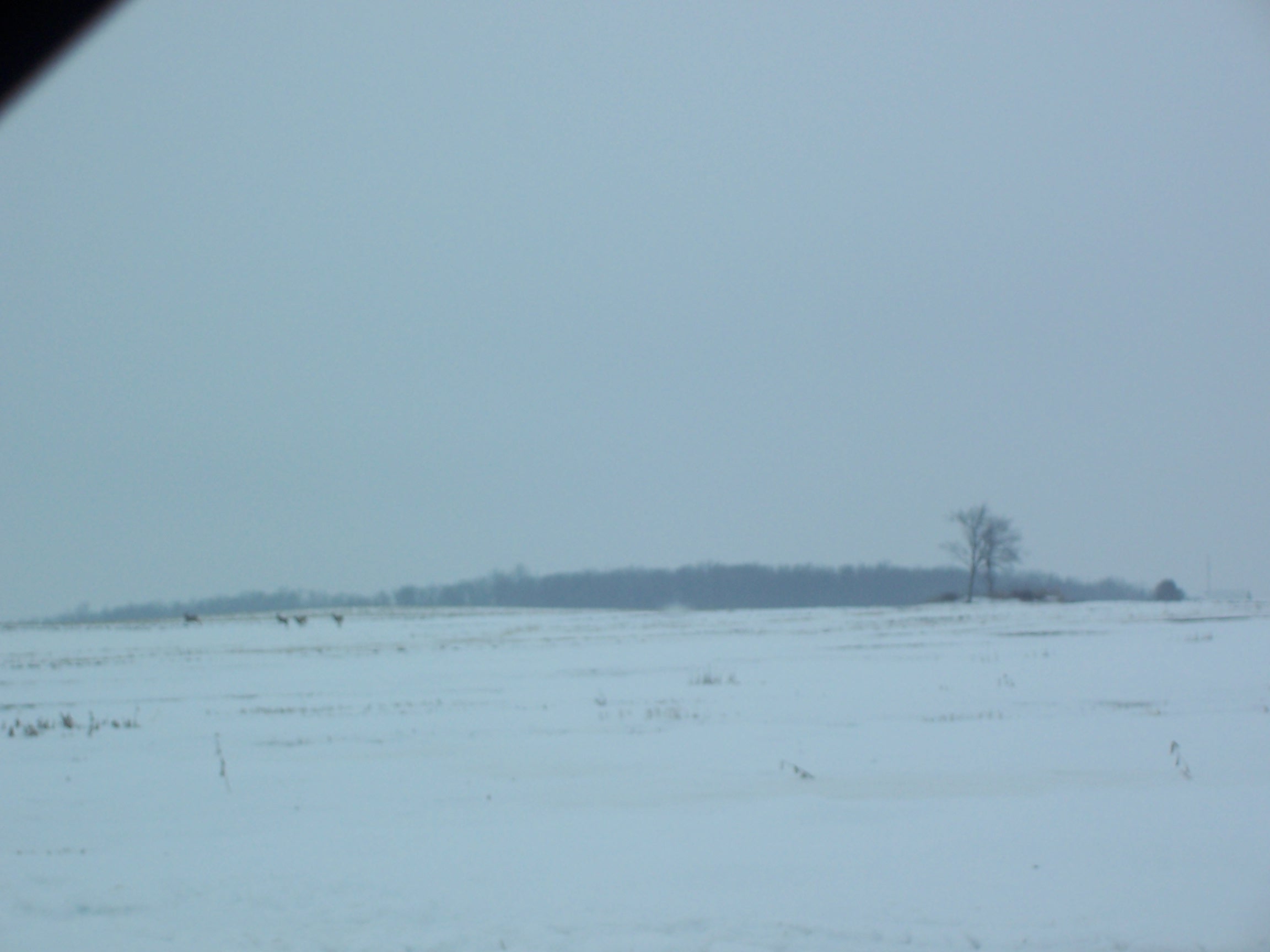 As I was leaving, four deer ran across the field.