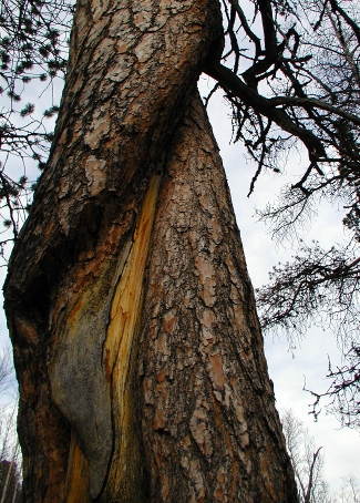 File:2009-05-08 67 19 tree1.jpg