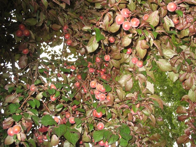 File:2009-07-12 49 -122 cherries.jpg