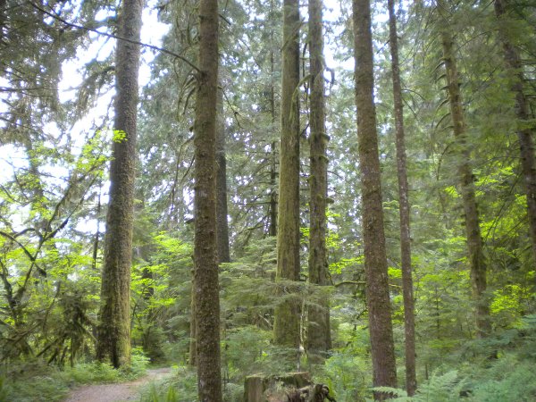 File:2009-06-07 49 -122 tallTrees.jpg