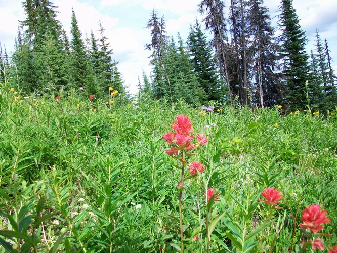 File:2009-07-16 50 -119 Paintbrushes.jpg