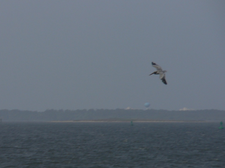 File:May 02 Pelican on the Attack 077.jpg