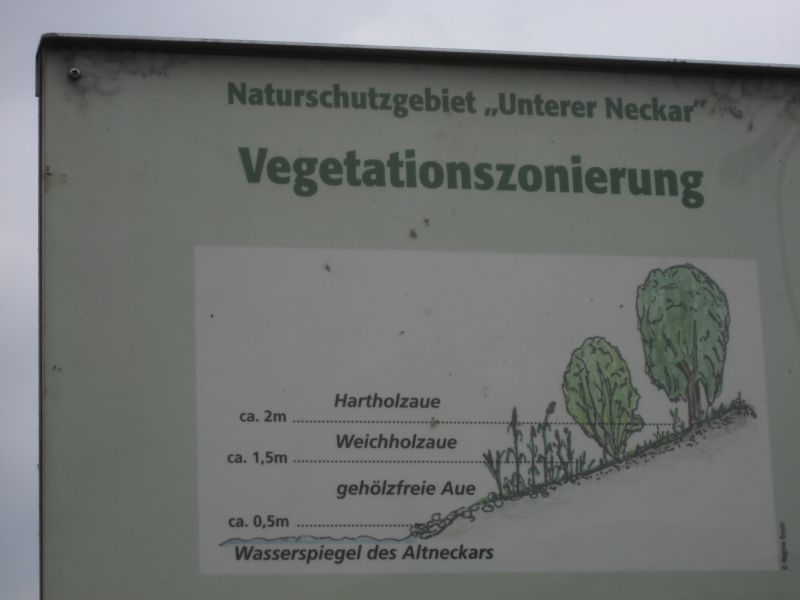 File:2009-04-30 49 8 vegetationszonierung.jpg