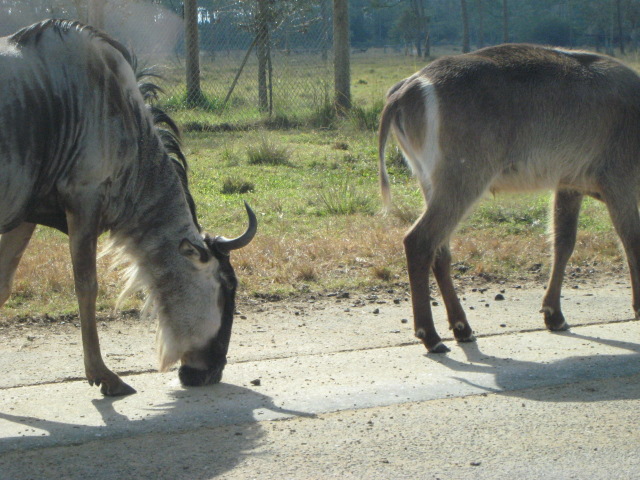 File:2008 12 06 26 -80 APR Gnu.JPG