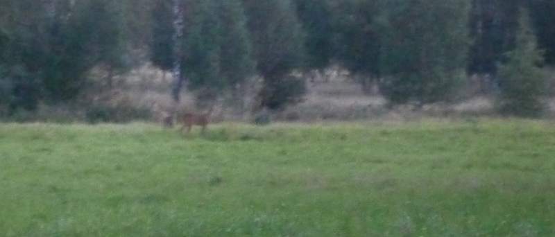 File:2014-08-22 60 24 deers 2.jpg