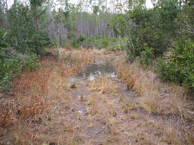 File:2009-01-25 swamp1.jpg