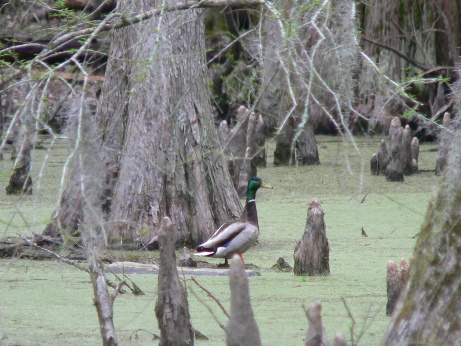 File:Apr 11 Mallard 098.jpg