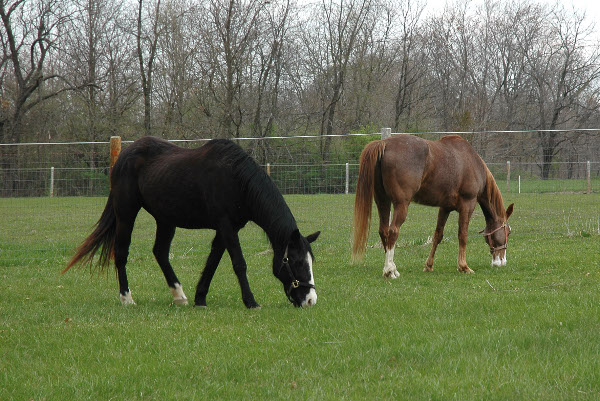 File:2009-04-18 40 -87 horses.jpg