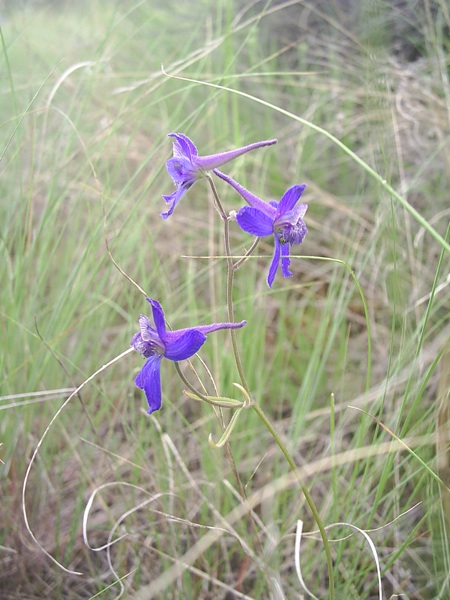 File:2009-05-18 50 -120.purple-flowers.jpg