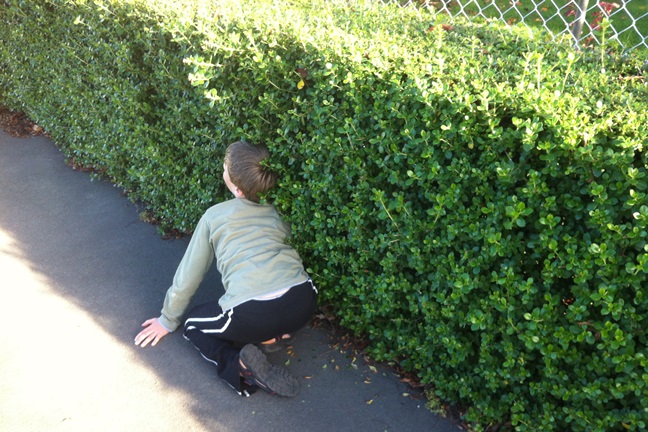 File:2014 05 01 -43 172 02 Pushing the geohash marker into the hedge.JPG