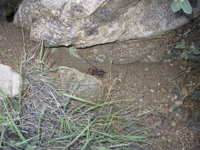 File:2010-08-28 35 -106 - scorpion.jpg