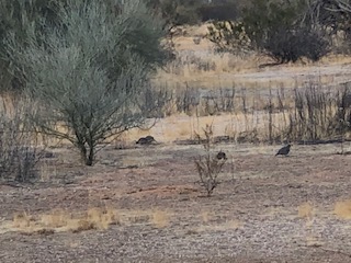 File:LC 2021-01-23 33-111 Quail1.jpg