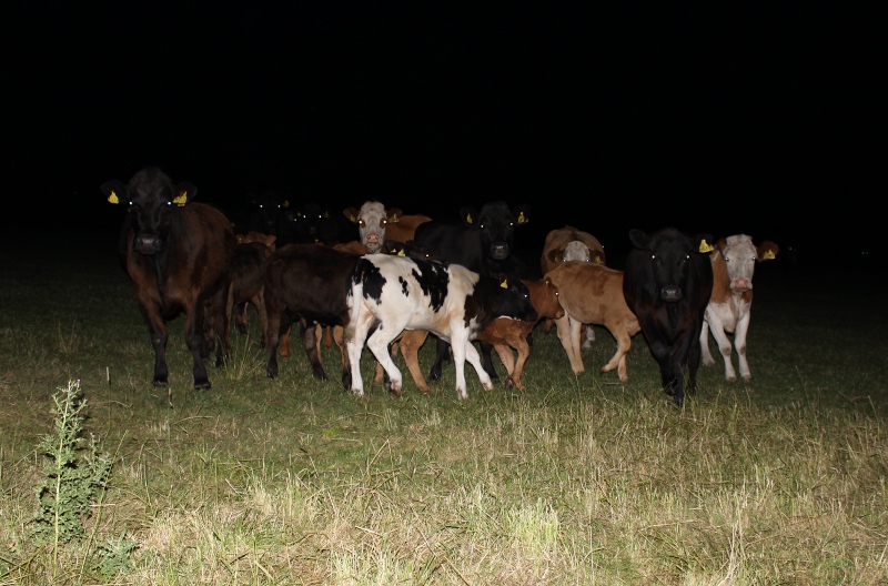 File:CowHash Cows.JPG