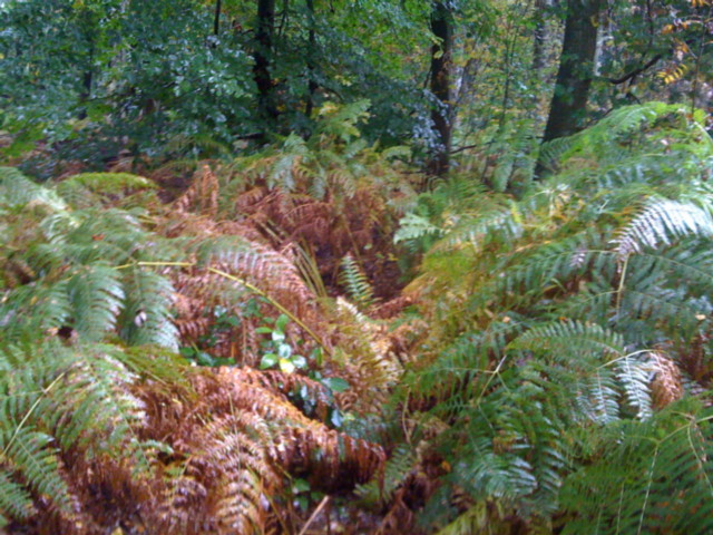 File:TheXenoreal Geohash 2009-10-10 53-10 Ferns1.jpg