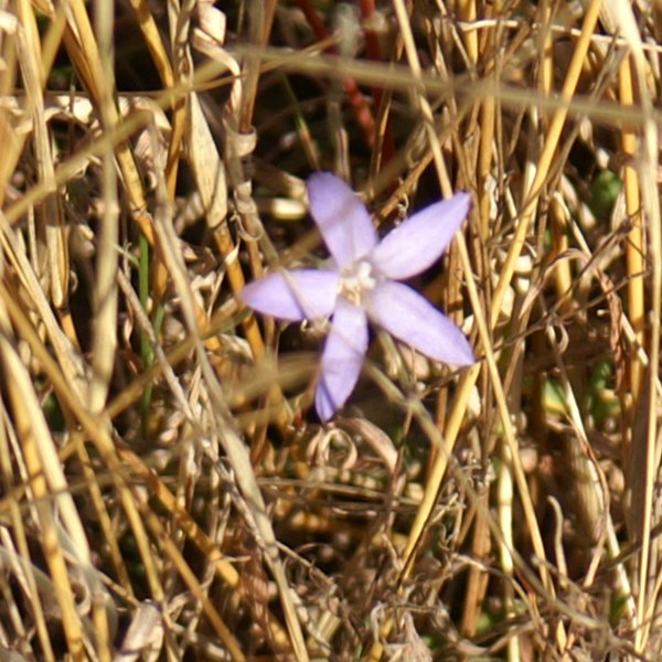 File:2008-06-07 and a flower.jpg