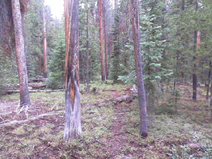 File:2012-07-14 39 -105 forest.jpeg