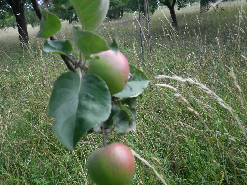 File:2011 07 08 48,9 apples.JPG