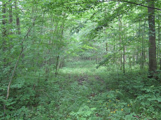 File:2009-05-16 49 9 woods.jpg