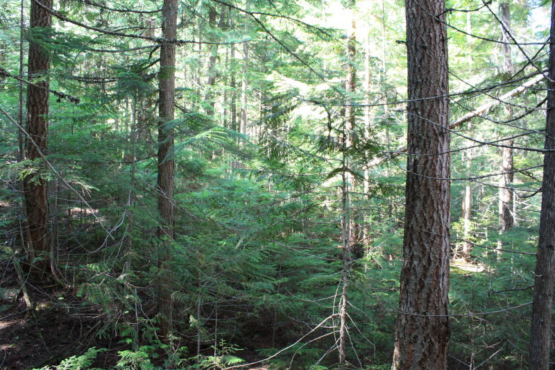 File:2008-08-31 forest.jpg