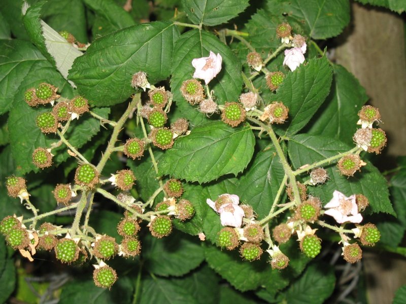 File:2009-07-12 49 -122 raspberries.jpg