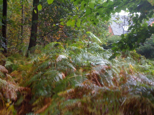 TheXenoreal Geohash 2009-10-10 53-10 Ferns2.jpg