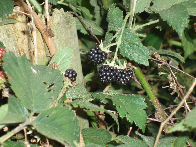 File:Hermann Geohash 2008-08-06 53 9 blackberries.JPG