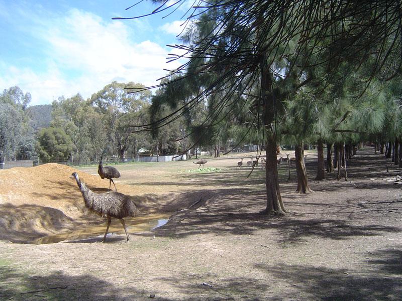 File:Emus.jpg