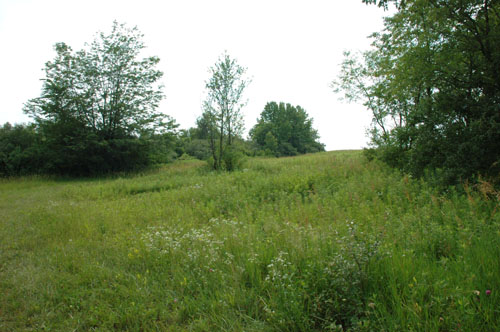 File:2008-07-04 40 -88 meadow.jpg