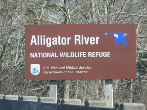 File:02 21 09 Alligator River NWR 016.jpg