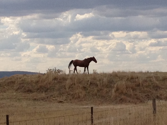 File:Geohash 2013-03-07 -37 144 Horse.JPG