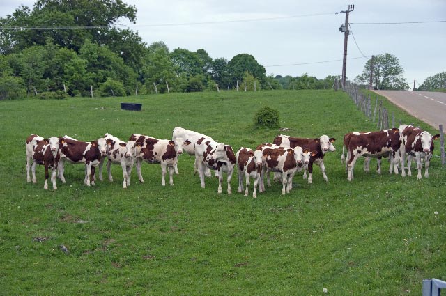 File:2008-05-25-léman-cows.jpg