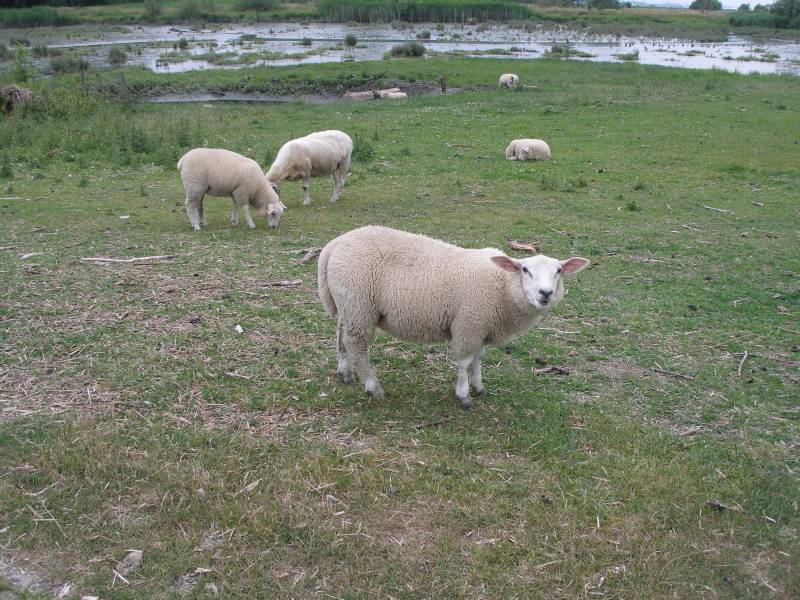 File:Hermann Geohash 2008-06-29 53 9 sheep l.jpg