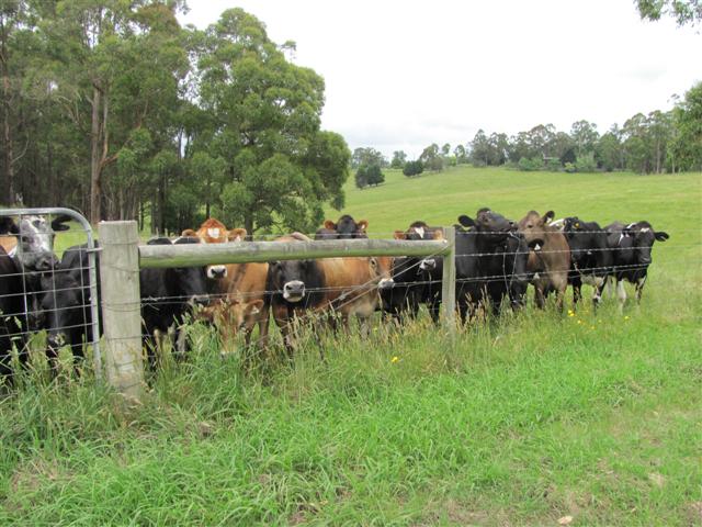 2009-12-05 -38 145 Cows hazardous.jpg