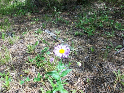 File:2009-06-28 50 -120 Asters.jpg