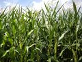 2009-07-26 49 12 corn field.jpg