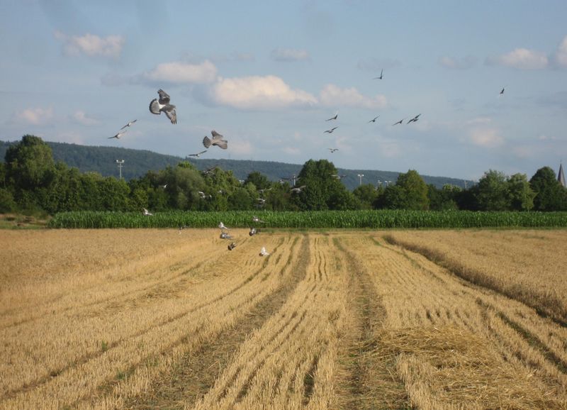 File:2011-07-14 49 8 doves.jpg