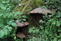 2014-05-30 50 11 fungi.png