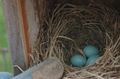 2009-04-18 40 -87 bird eggs.jpg