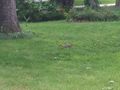 20100905+42-88 Squirrel 2.jpg