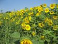 2011-07-04 49 8 sunflowers.jpg