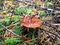 2013-11-02 redshroom.jpg